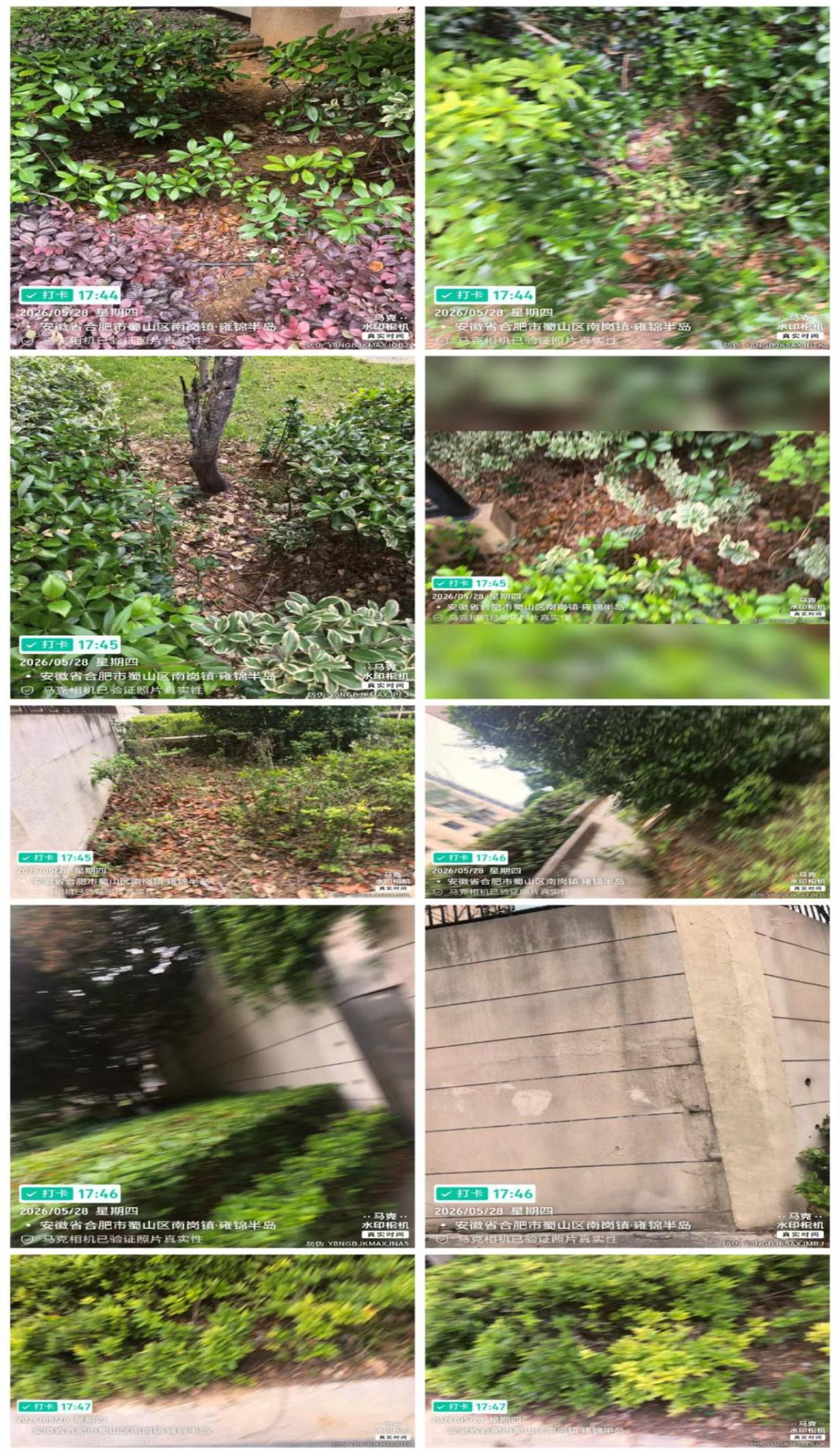 绿化裸土枯树拼图